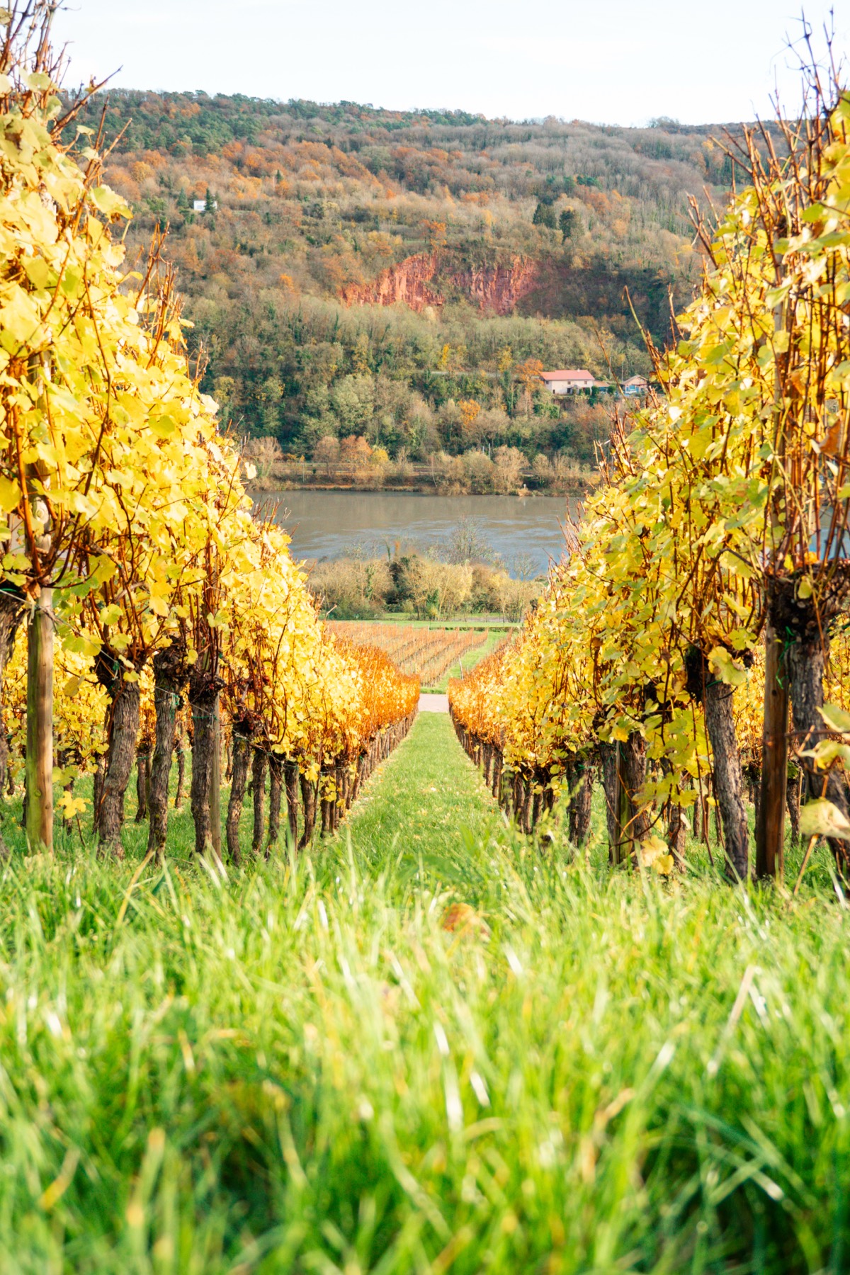 Cuvée Vent d'Est